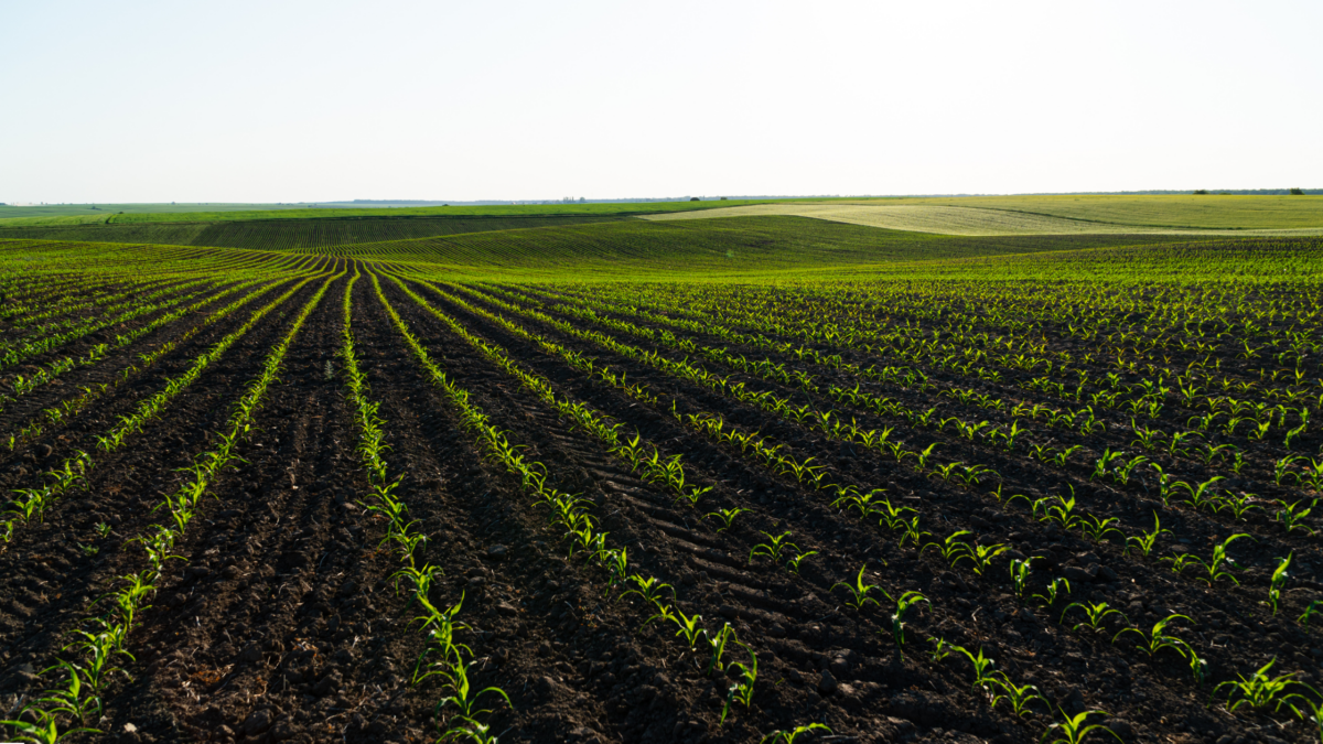 Why More Growers Are Switching to Organic Cultivators—and What You Should Know