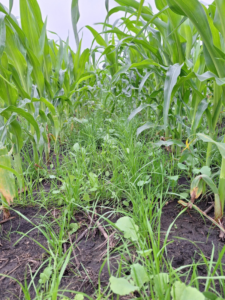 Corn Cultivator
