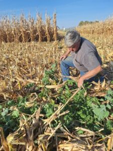 Mike Peterson looks over his interseeded cover crops after corn harvest in a field that he farms with his son Shane. October 2024.