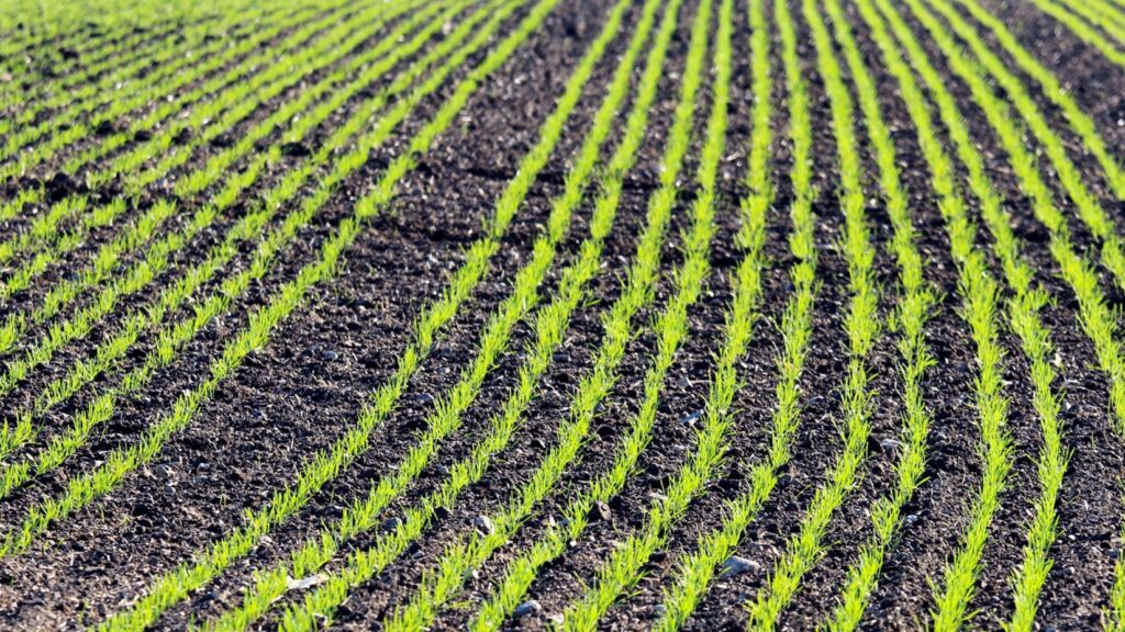 Inter Row Seeder