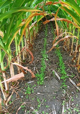 Cover Crop Seeder