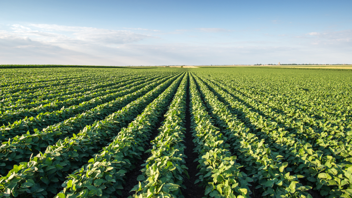 How Should You Set Up a Row Crop Cultivator for Cleaner Fields?