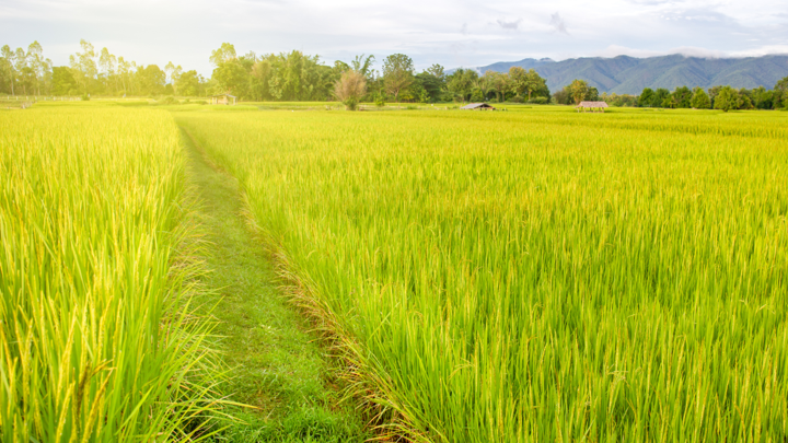 What Should You Know Before Choosing Flail Mower Manufacturers?
