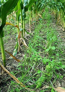 Cultivator